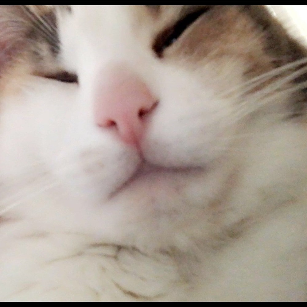 Meet your Posher, Ava